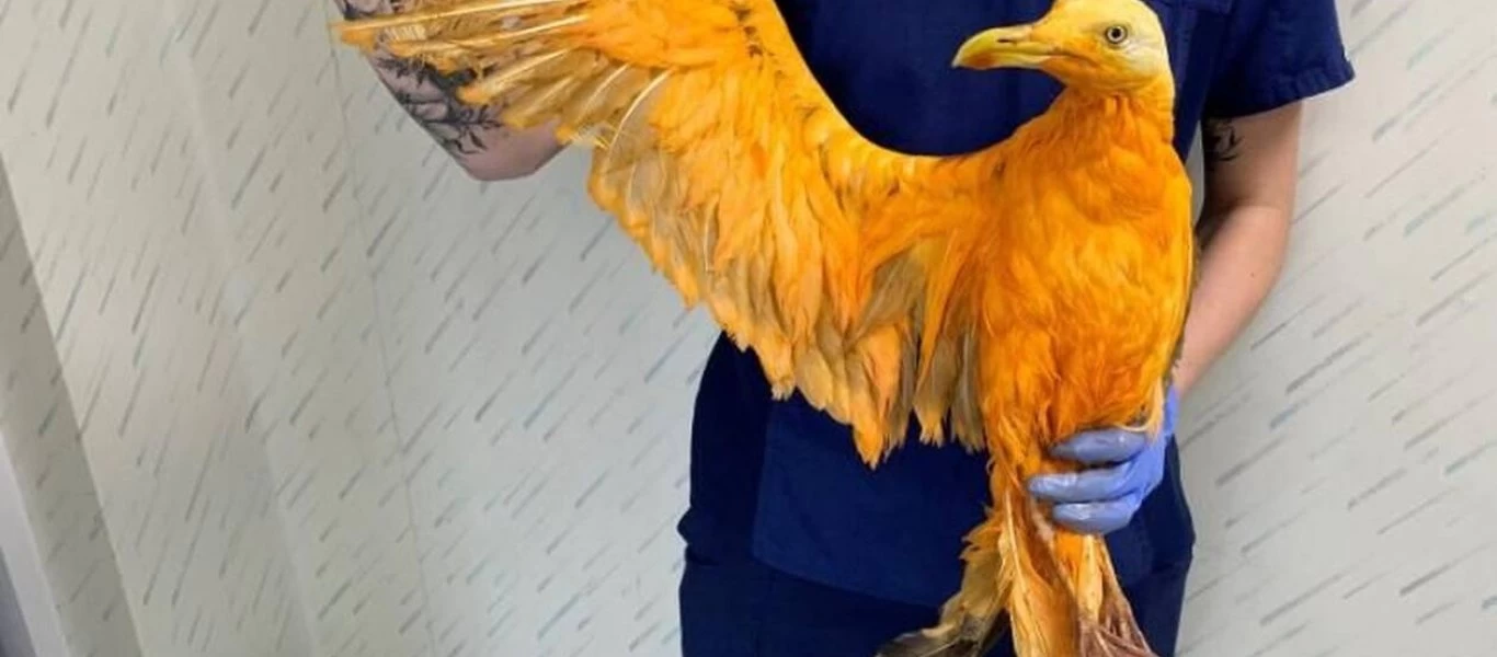 Βρήκαν στον δρόμο κάτι που έμοιαζε με εξωτικό πουλί: Η αποκάλυψη σόκαρε τους πάντες (φωτο)